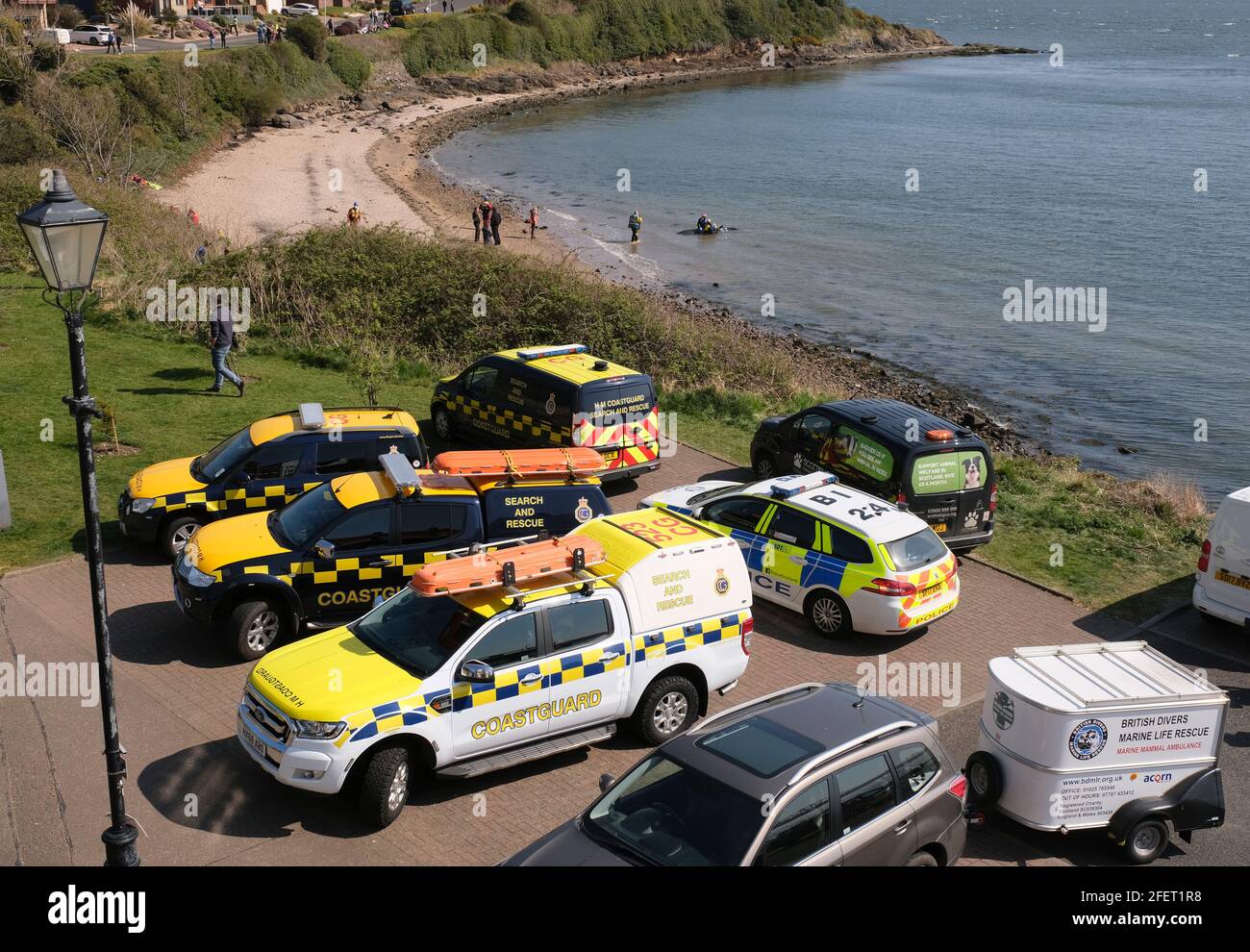 Dalgety Bay, Fife Scotland, Regno Unito. 24 aprile 2021: I membri del British Divers Marine Life Rescue e Coastguard Search and Rescue tentano di salvare un piccolo Minke Whale a St Davids Harbour, Dalgety Bay, Fife, Scozia, Regno Unito. Scozia Regno Unito. Credit: Ian Rutherford/Alamy Live News. Foto Stock