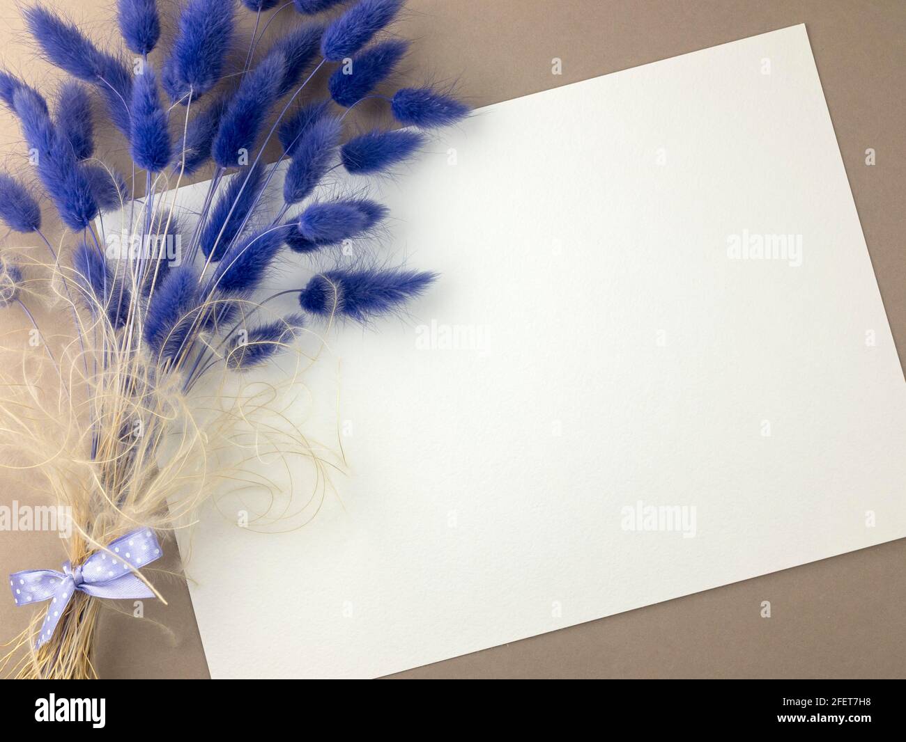 Bouquet di Lagurus Grass in colore lavanda con biglietto d'auguri bianco. Mazzo di bunny Tails essiccati, posa piatta, spazio di copia Foto Stock