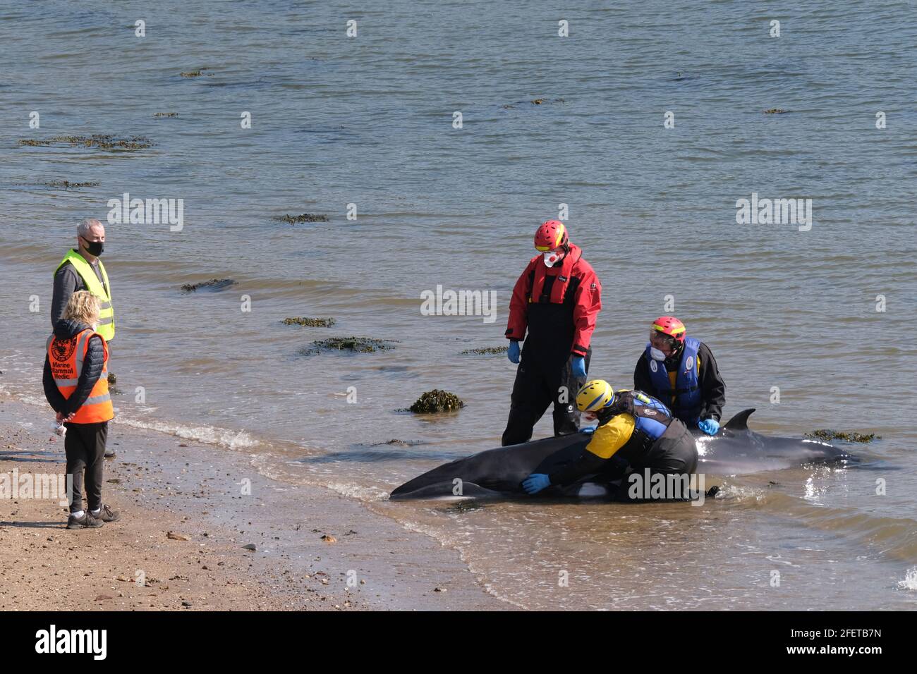 Dalgety Bay, Fife Scotland, Regno Unito. 24 aprile 2021: I membri del British Divers Marine Life Rescue e Coastguard Search and Rescue tentano di salvare un piccolo Minke Whale a St Davids Harbour, Dalgety Bay, Fife, Scozia, Regno Unito. Scozia Regno Unito. Credit: Ian Rutherford/Alamy Live News. Foto Stock