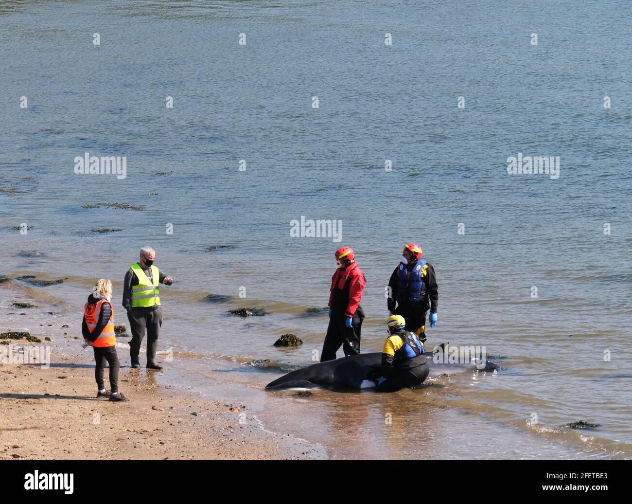 Dalgety Bay, Fife Scotland, Regno Unito. 24 aprile 2021: I membri del British Divers Marine Life Rescue e Coastguard Search and Rescue tentano di salvare un piccolo Minke Whale a St Davids Harbour, Dalgety Bay, Fife, Scozia, Regno Unito. Scozia Regno Unito. Credit: Ian Rutherford/Alamy Live News. Foto Stock