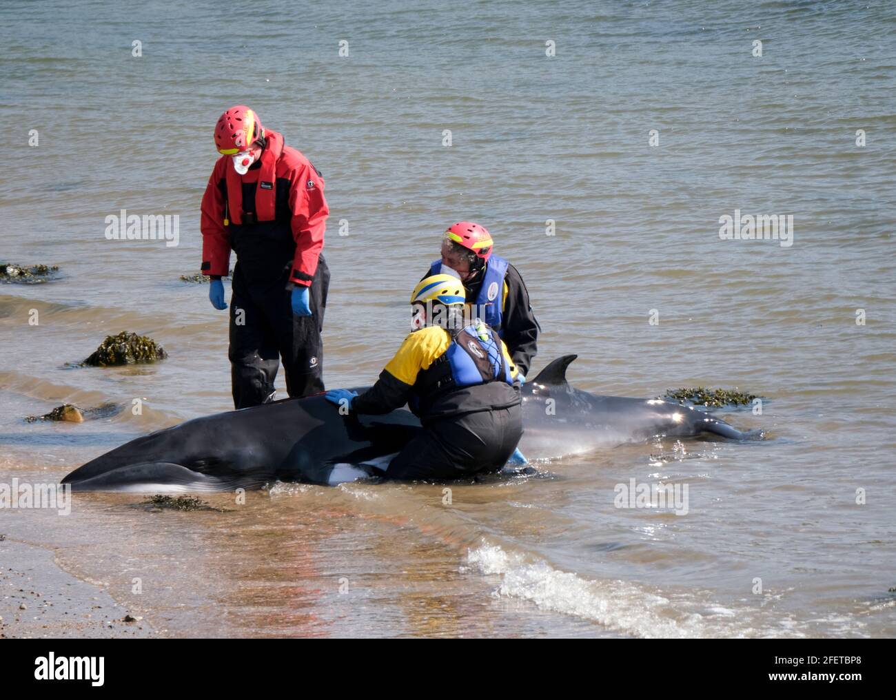 Dalgety Bay, Fife Scotland, Regno Unito. 24 aprile 2021: I membri del British Divers Marine Life Rescue e Coastguard Search and Rescue tentano di salvare un piccolo Minke Whale a St Davids Harbour, Dalgety Bay, Fife, Scozia, Regno Unito. Scozia Regno Unito. Credit: Ian Rutherford/Alamy Live News. Foto Stock