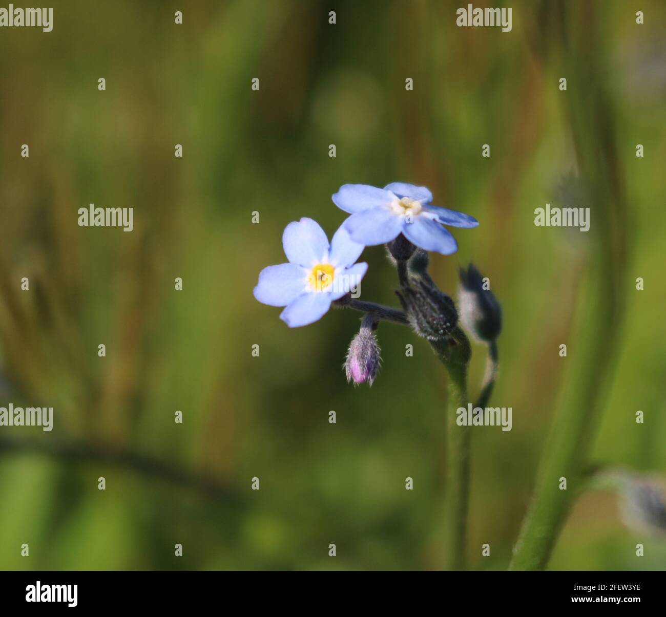 Forget-me-nots in fiore, Regno Unito Foto Stock