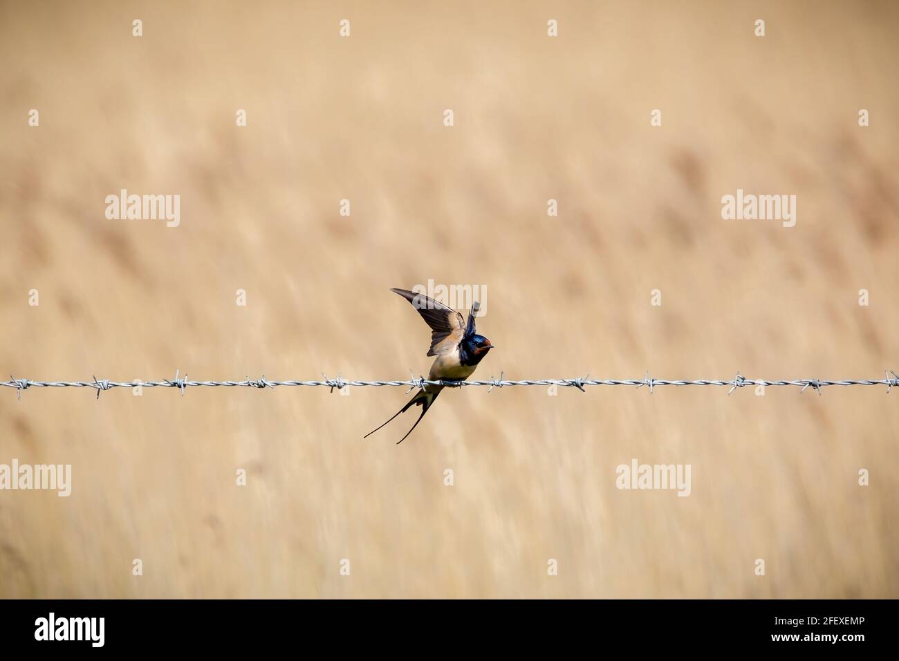 Un inghiottito che prende il volo da una recinzione di filo spinato Foto Stock