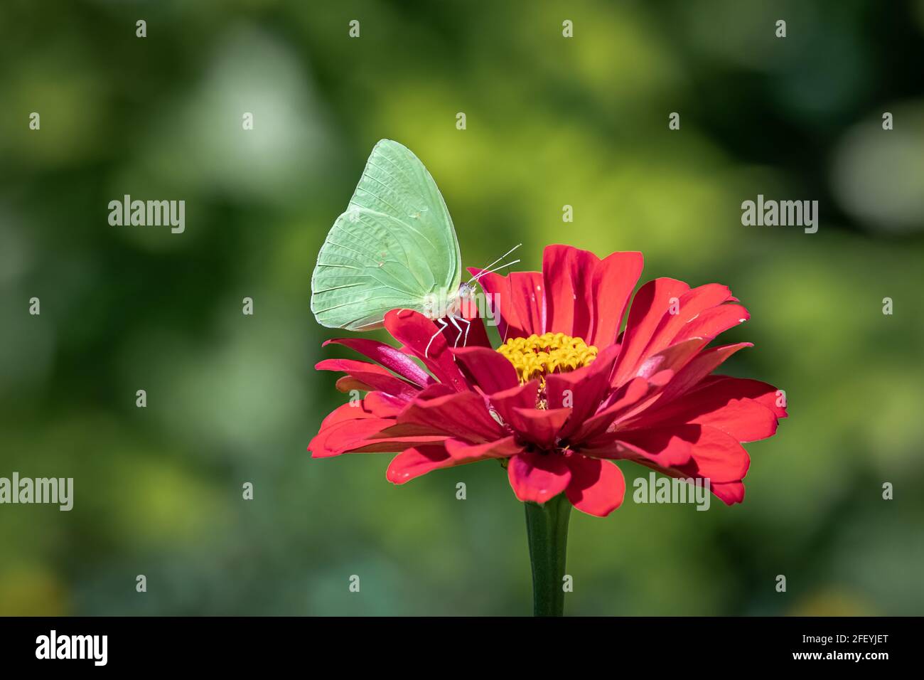 Piccola farfalla verde su un fiore rosso Foto Stock