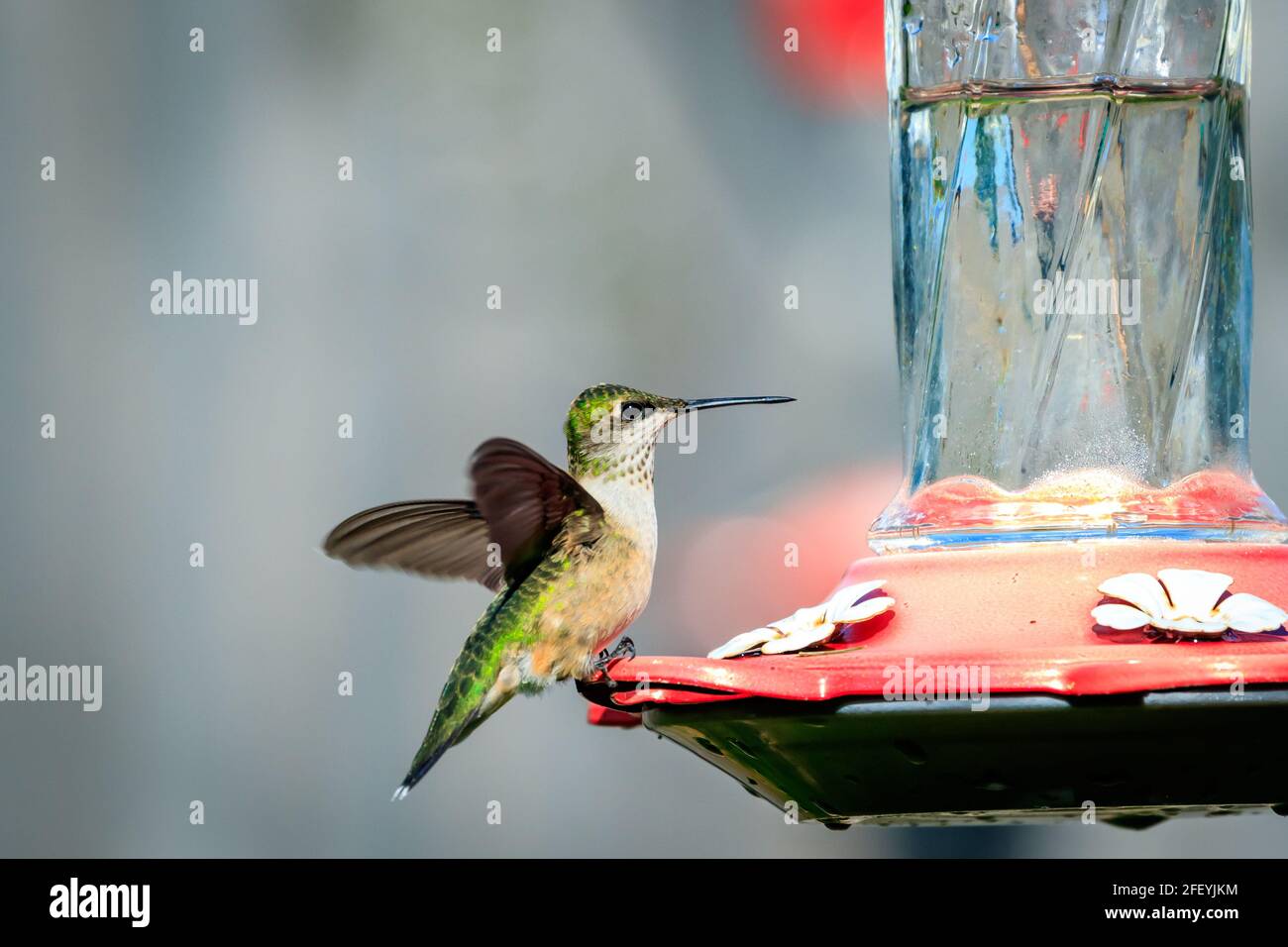 Femmina di colibrì nero-chined (Archilochus alexandri) su un alimentatore Foto Stock