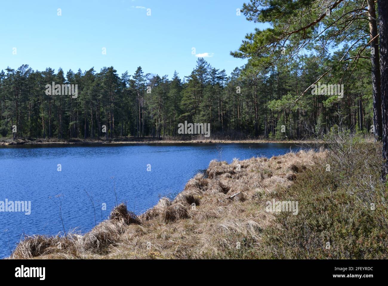 piccolo lago forestale in campagna con riflessi d'acqua in acque calme. luogo di meditazione. paesaggio estivo Foto Stock