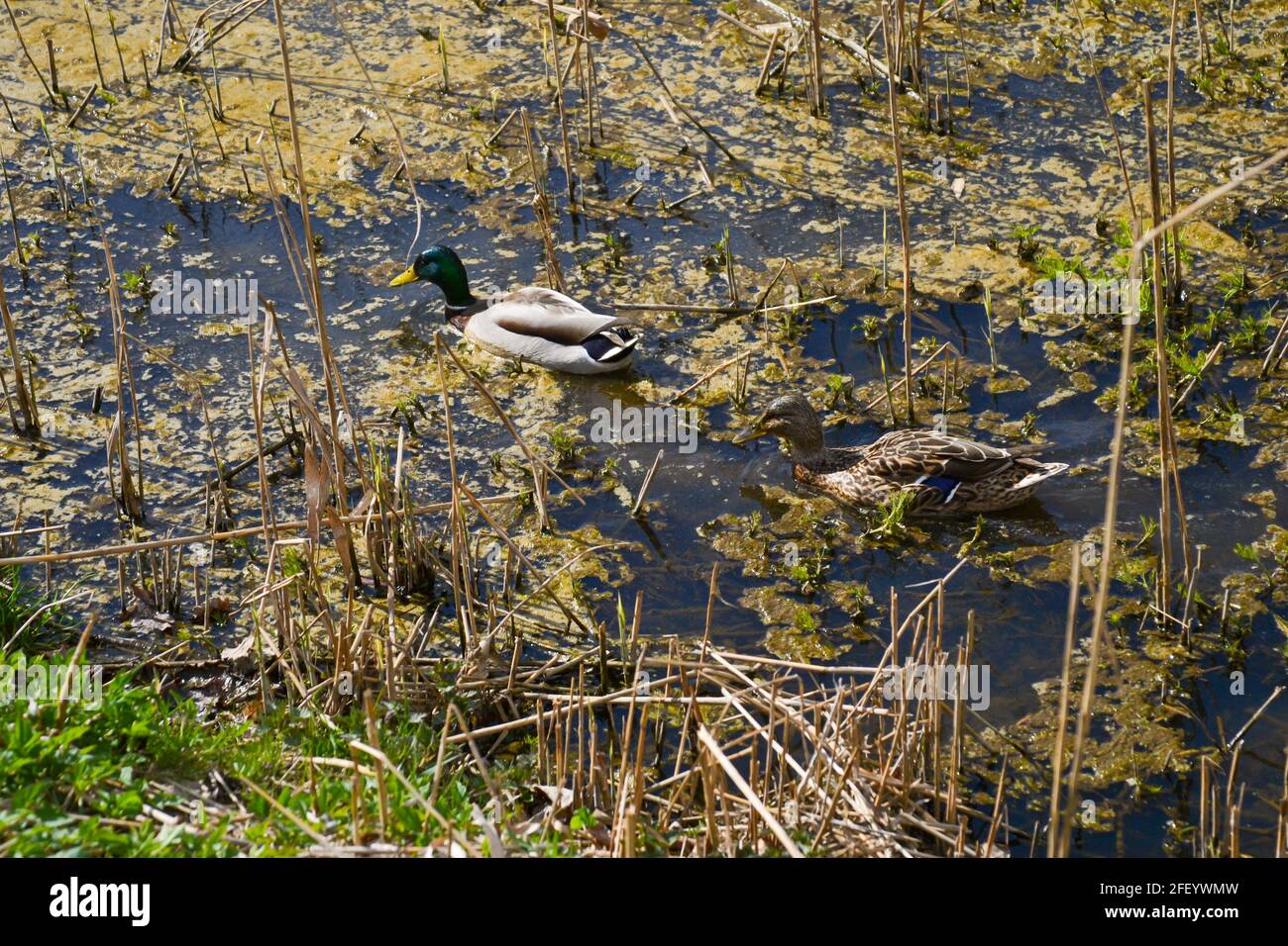 Anatra mallard maschio e femmina che nuotano su un laghetto con acqua verde mentre cercano il cibo. Fotographia animale Foto Stock