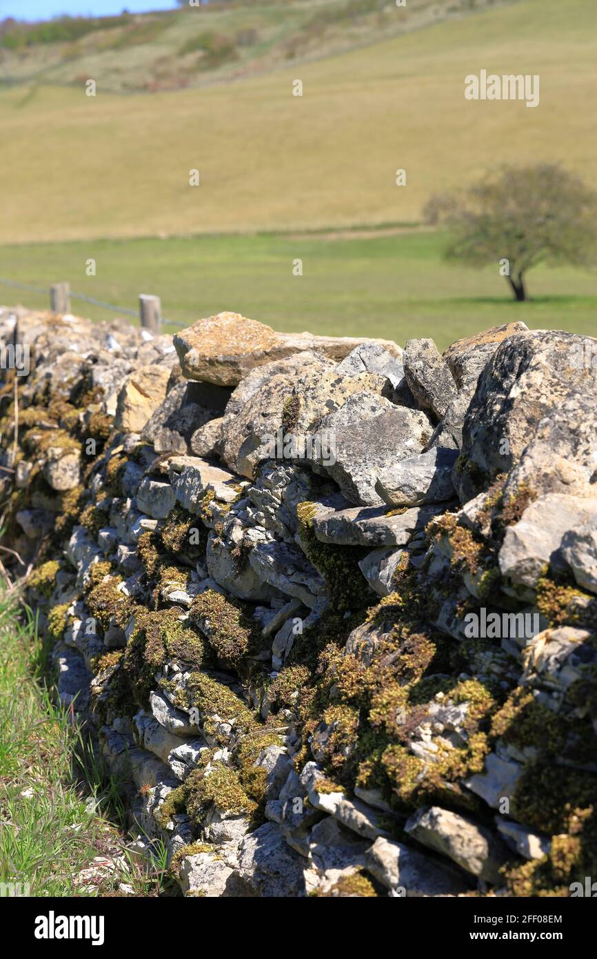 Primo piano dettagli del vecchio muro di pietra a secco confine coperto Con muschio e licheni nel paesaggio di Cotswold Foto Stock