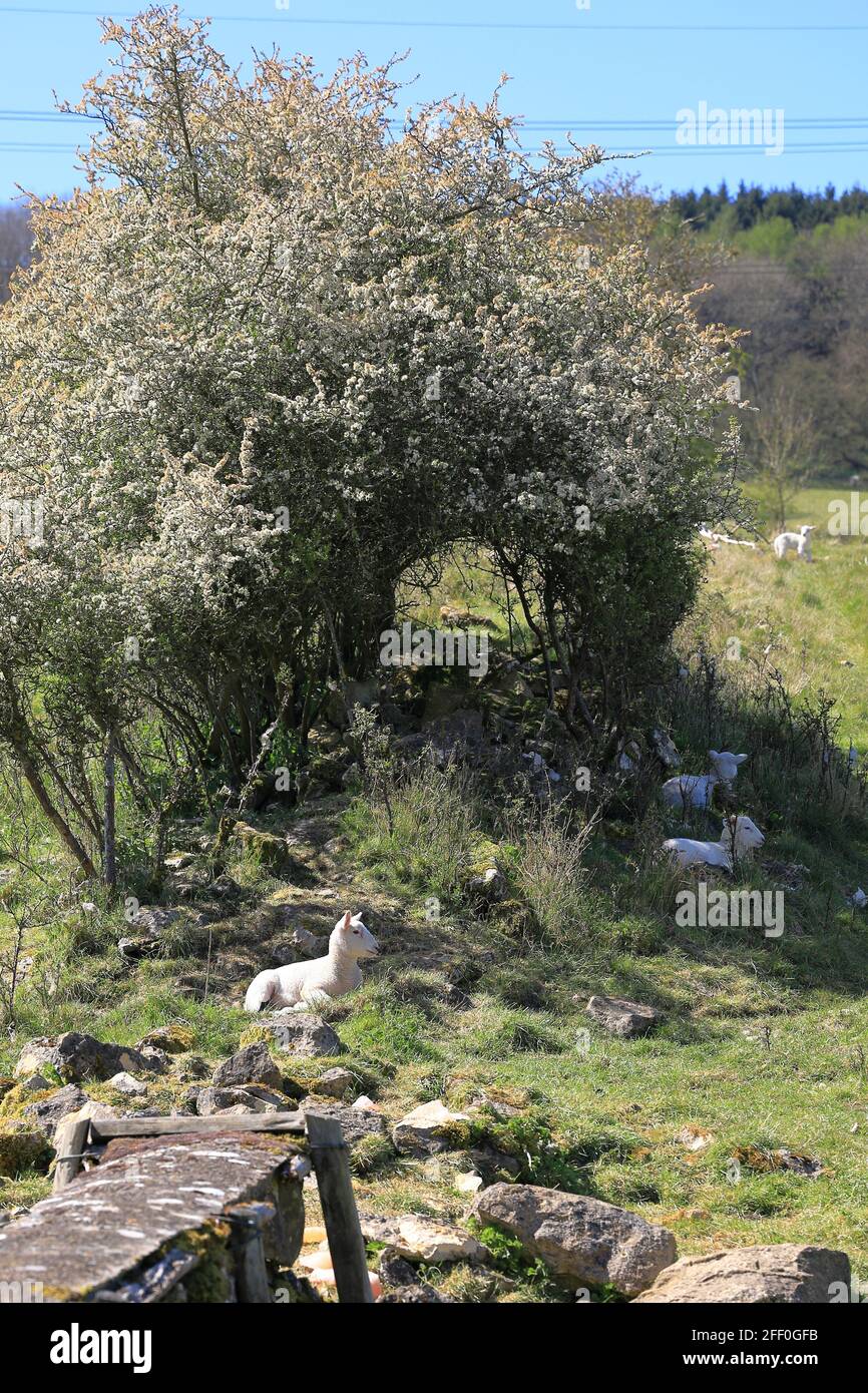 Pecore e agnelli nella campagna inglese in primavera Foto Stock