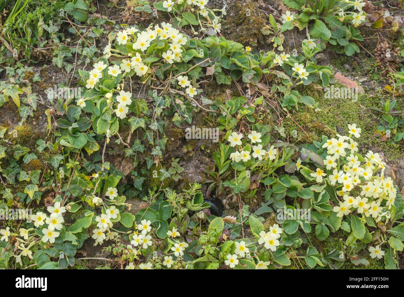 Zolfo giallo fiori di primavera Primrose / Primula vulgaris in hedge bank bank. Per primrose selvatiche, piante primaverili e piante medicinali nel Regno Unito. Foto Stock
