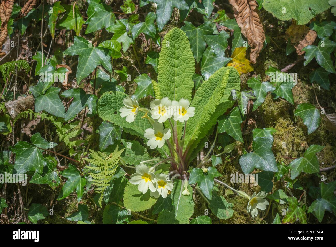 Zolfo giallo fiori di primavera Primrose / Primula vulgaris in hedge bank bank. Per primrose selvatiche, piante primaverili e piante medicinali nel Regno Unito. Foto Stock