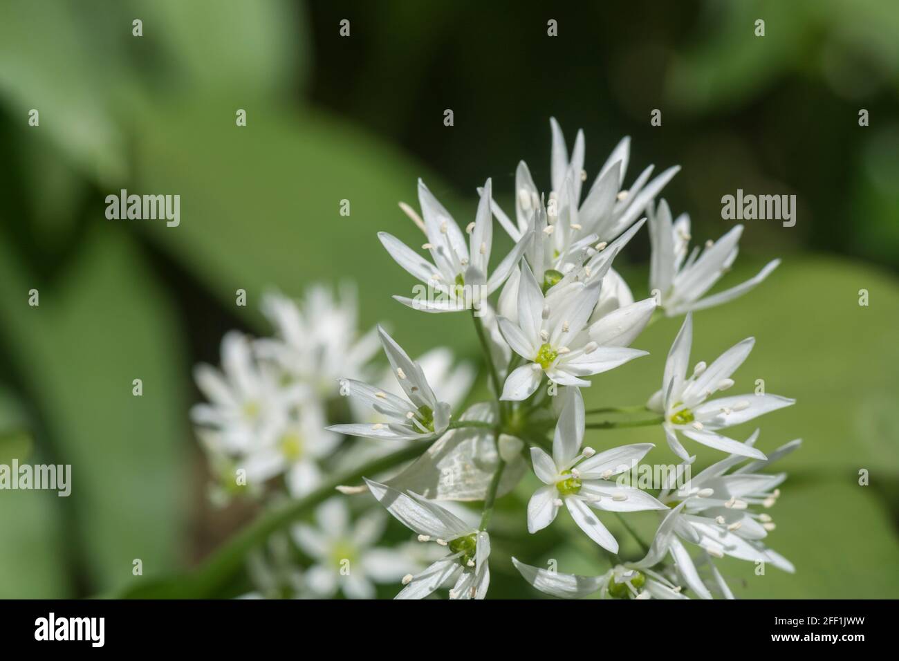 Primo piano fiori bianchi dell'aglio selvatico chiamato Ramsons / Allium ursinum. Un trendy & gustoso verde commestibile forato e una volta usato come pianta medicinale Foto Stock