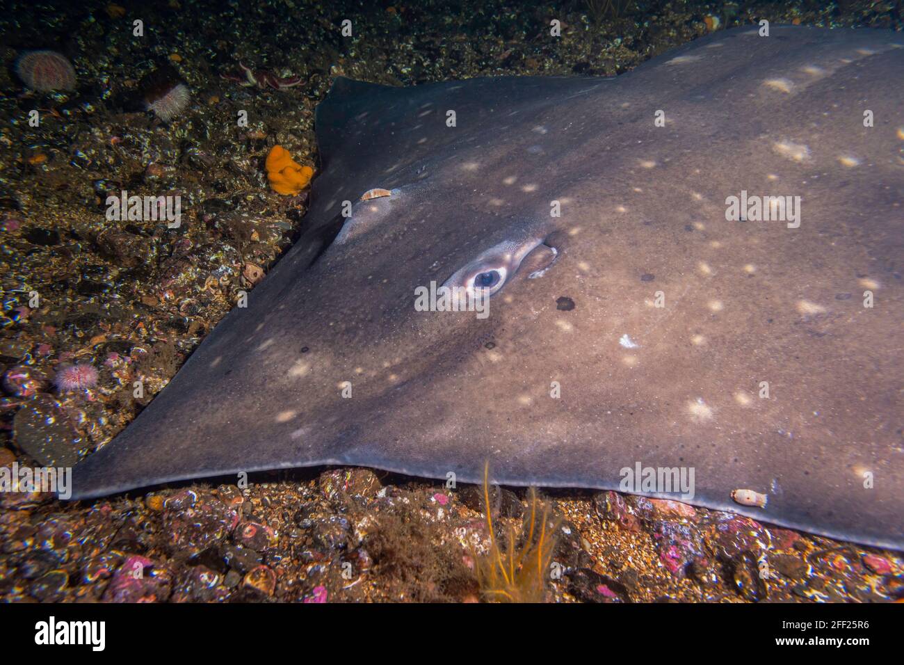 Enorme Flapper Skate incontrato durante le immersioni a Lochcarron, Scozia Foto Stock