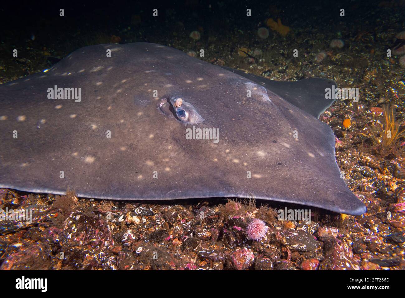 Enorme Flapper Skate incontrato durante le immersioni a Lochcarron, Scozia Foto Stock