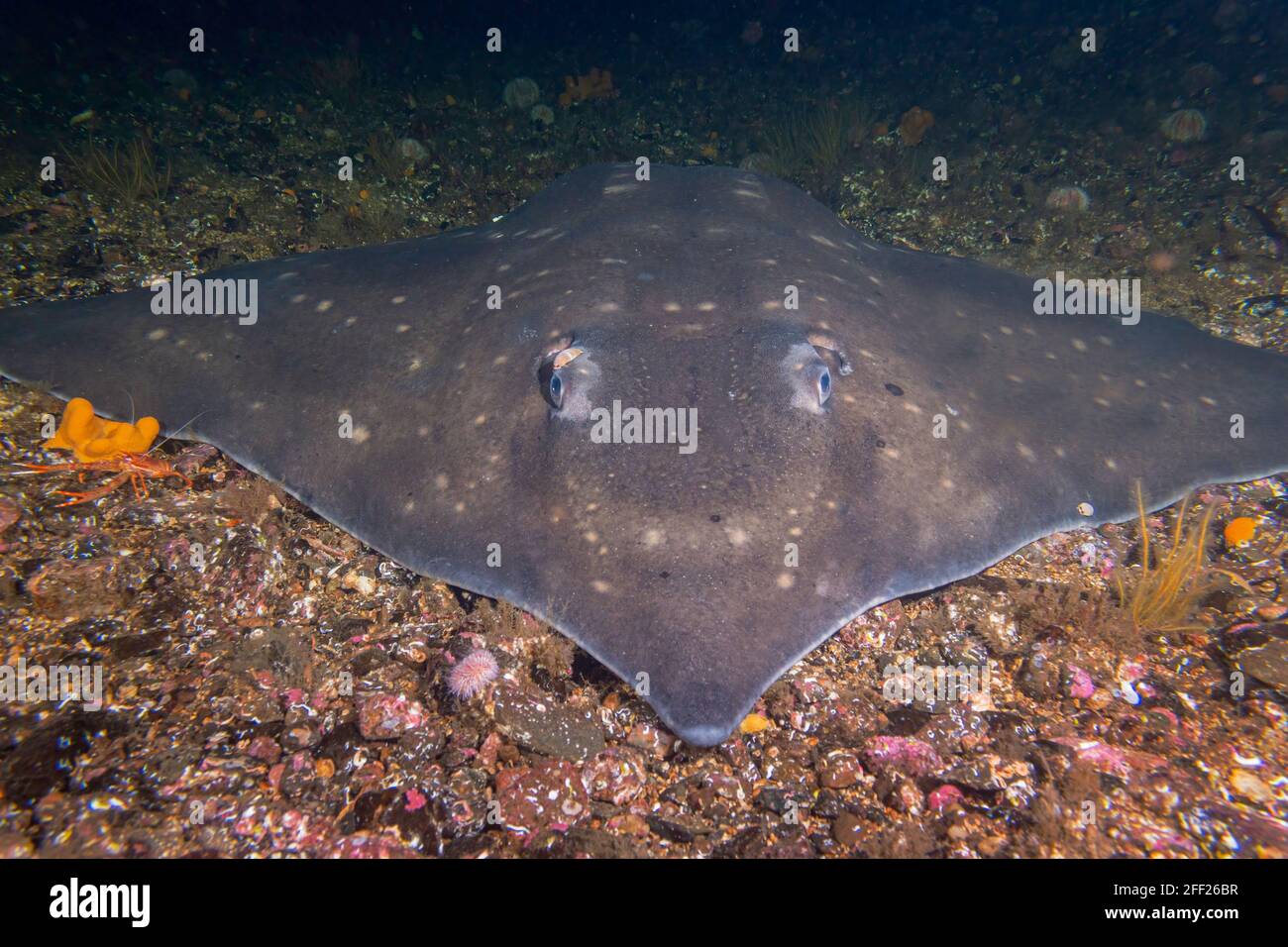 Enorme Flapper Skate incontrato durante le immersioni a Lochcarron, Scozia Foto Stock