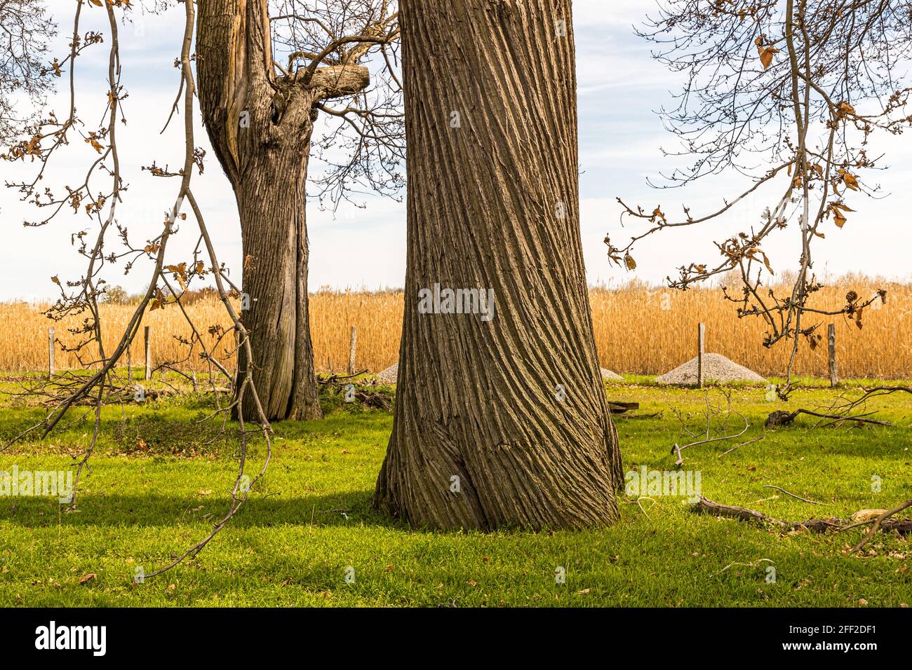 Il dolce viale di castagno (CASTANEA sativa P. MILL) dello Schloss Dyck, nei pressi di Grevenbroich, nel Nord Reno-Westfalia, è, con oltre 214 alberi piantati tra il 1794 e il 1811, il più grande e probabilmente anche più antico viale di castagni ancora esistente in tutta la Germania. Foto Stock