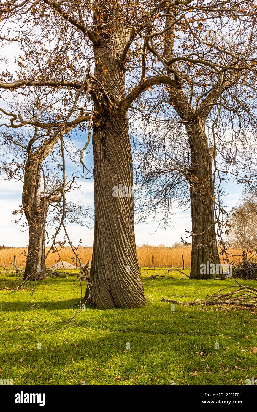 Il dolce viale di castagno (CASTANEA sativa P. MILL) dello Schloss Dyck, nei pressi di Grevenbroich, nel Nord Reno-Westfalia, è, con oltre 214 alberi piantati tra il 1794 e il 1811, il più grande e probabilmente anche più antico viale di castagni ancora esistente in tutta la Germania. Foto Stock