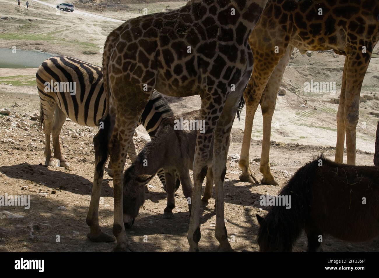 una zebra e un asino mangiare erba tra le gambe di un paio di giraffe. animali Foto Stock