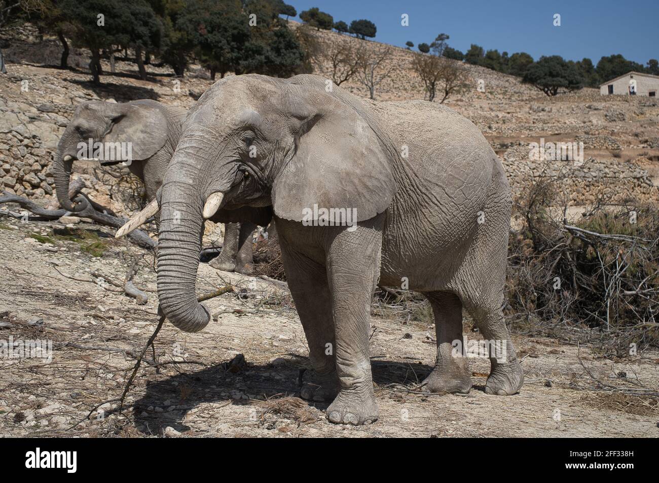 Ritratto di elefante africano in un parco naturale e riserva di animali, situato nella Sierra de Aitana, Alicante, Spagna. Vista Foto Stock