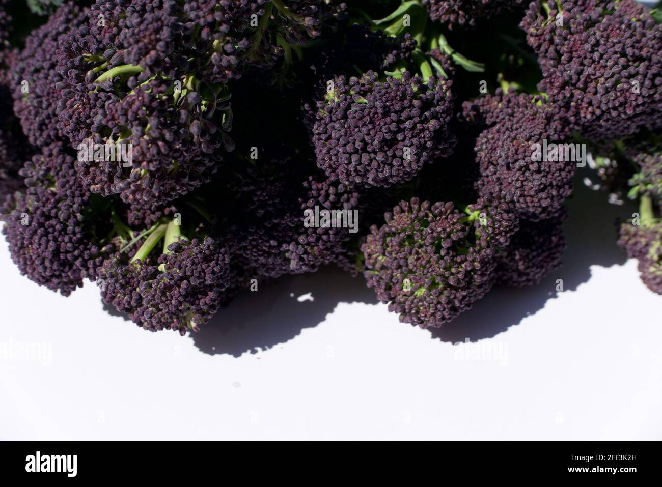 Primo piano immagine di teste di broccoli purpuri germoglianti con copyspace Foto Stock