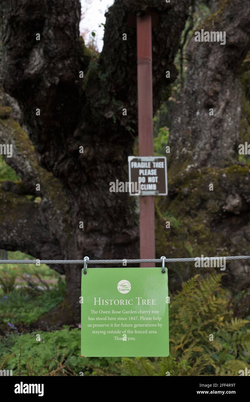 Un cartello di fronte ad un antico albero di ciliegio nel roseto di Owen a Eugene, Oregon. Foto Stock