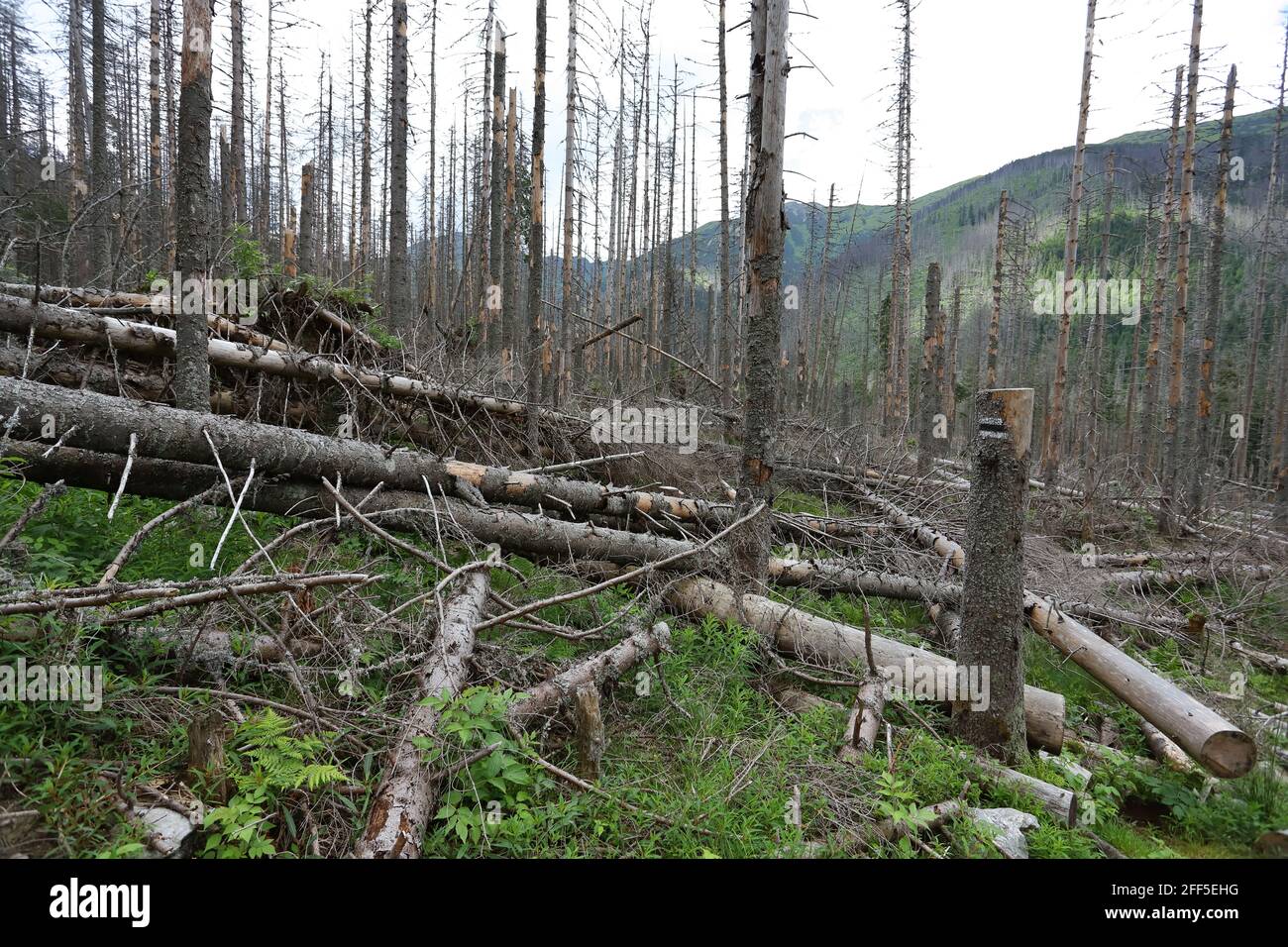 Morti di abeti sono infettati dall'abete europeo bostrico nel Parco nazionale dei Tatra Foto Stock