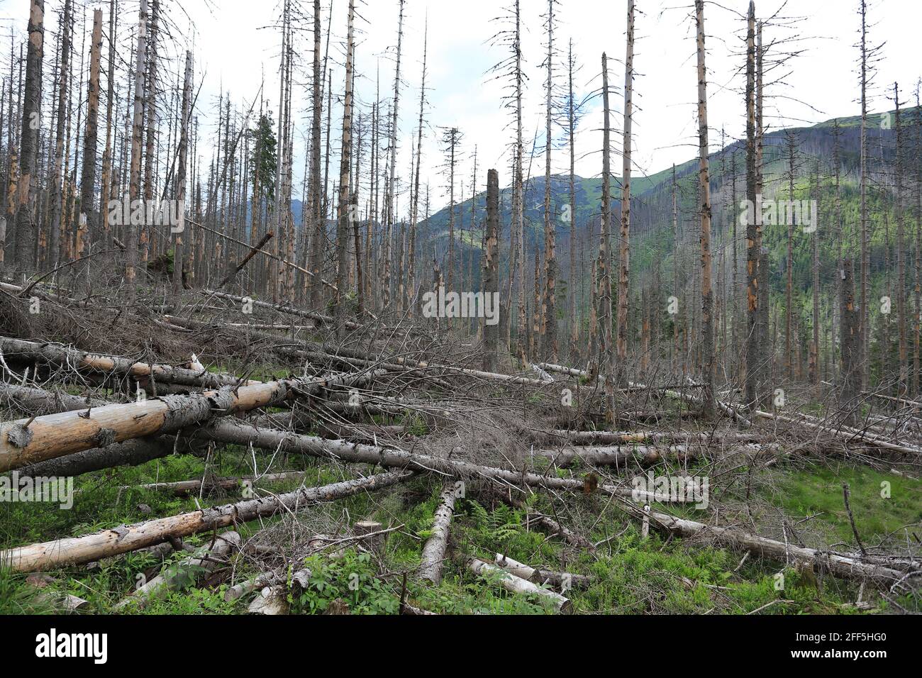 Alberi morti di abete rosso infettati dal barbabietole europeo di abete rosso Nel Parco Nazionale di Tatra Foto Stock