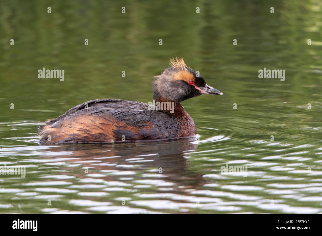 Grembe orlata o grembe slavone, adulto singolo nell'allevamento piumaggio nuoto sul lago, Islanda Foto Stock