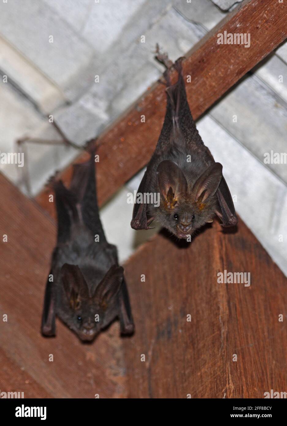 Minore Asian False-vampiro (Megaderma spasma) due adulti che arrostono in casa Tmatboey, Cambogia Gennaio Foto Stock