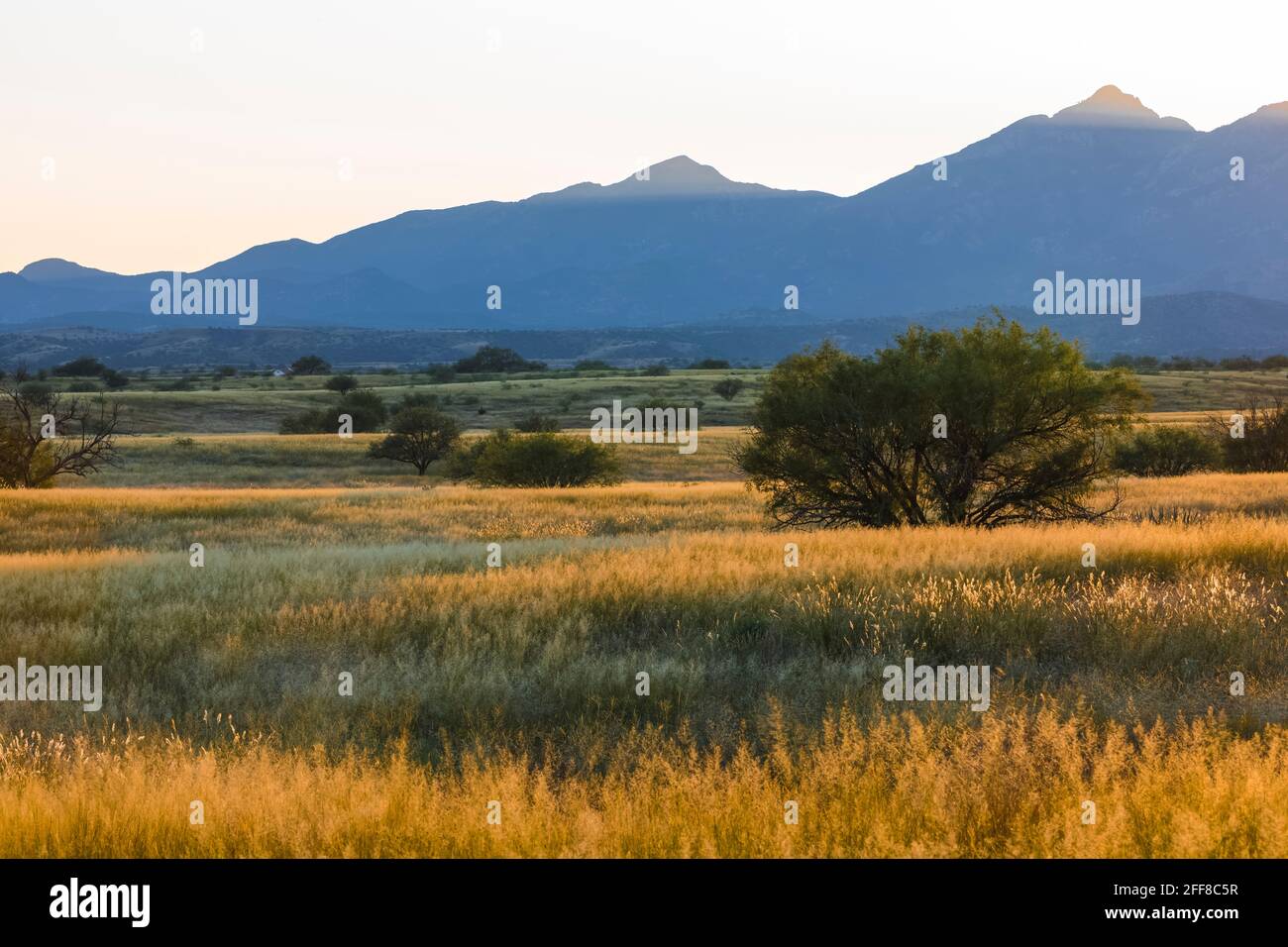 La luce del tardo pomeriggio benedice l'Empire Ranch e la Las Cienegas National Conservation Area in Arizona, USA Foto Stock