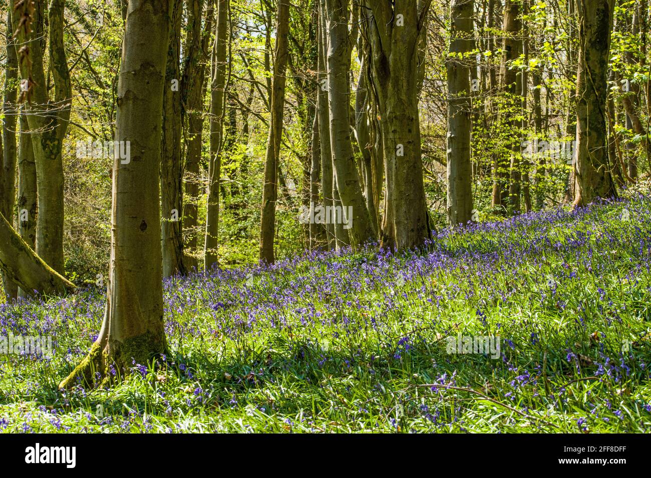 Bluebell Woods vicino Crickhowell in Powys Galles del sud nel Parco Nazionale di Brecon Beacons Foto Stock