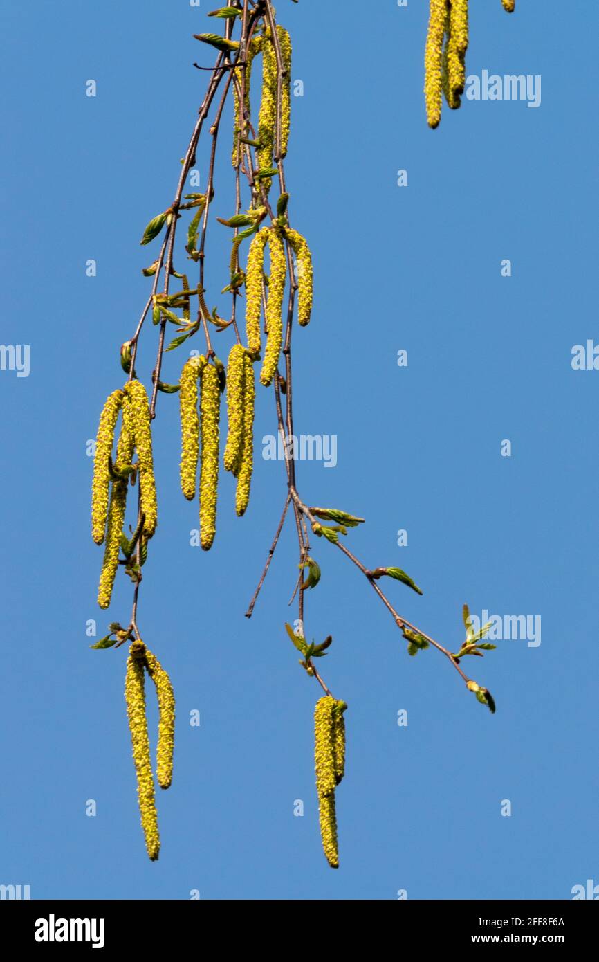 Betula pendola catkins betulla argentata Foto Stock
