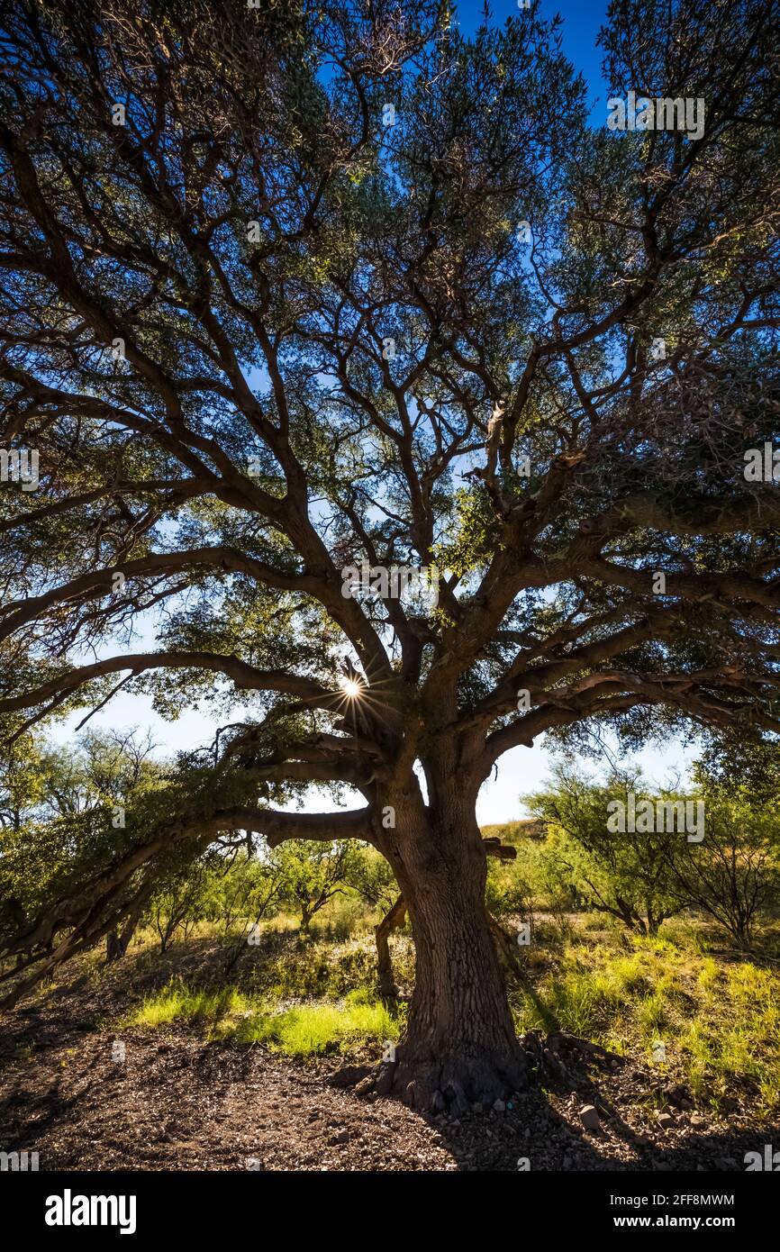 I grandi alberi dominano le aree riparie dell'Empire Ranch e della Las Cienegas National Conservation Area in Arizona, USA Foto Stock
