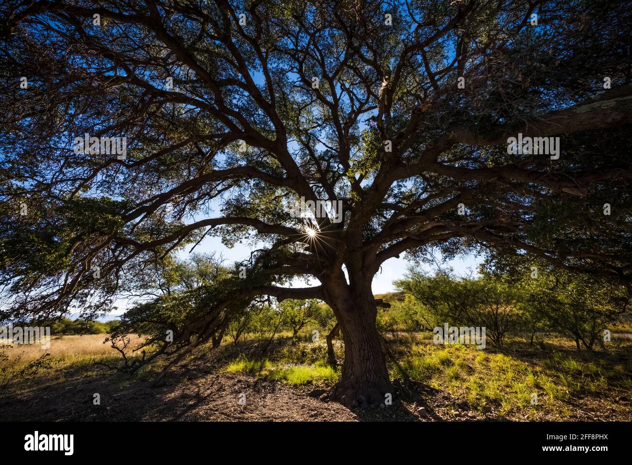 I grandi alberi dominano le aree riparie dell'Empire Ranch e della Las Cienegas National Conservation Area in Arizona, USA Foto Stock