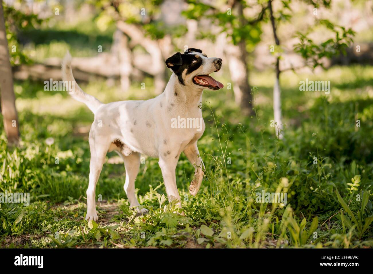 Full shot di divertente cane bianco jack russell terrier in piedi su erba in giardino e sollevando la gamba Foto Stock