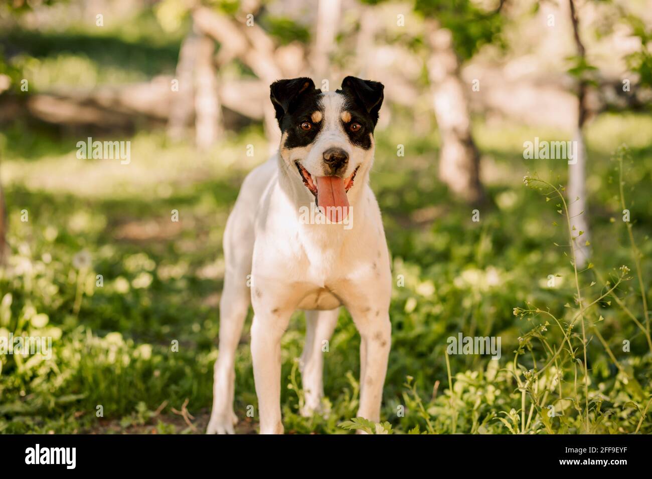 Full shot di giovane cane bianco felice guardando il suo proprietario e respirando con la lingua appesa fuori Foto Stock