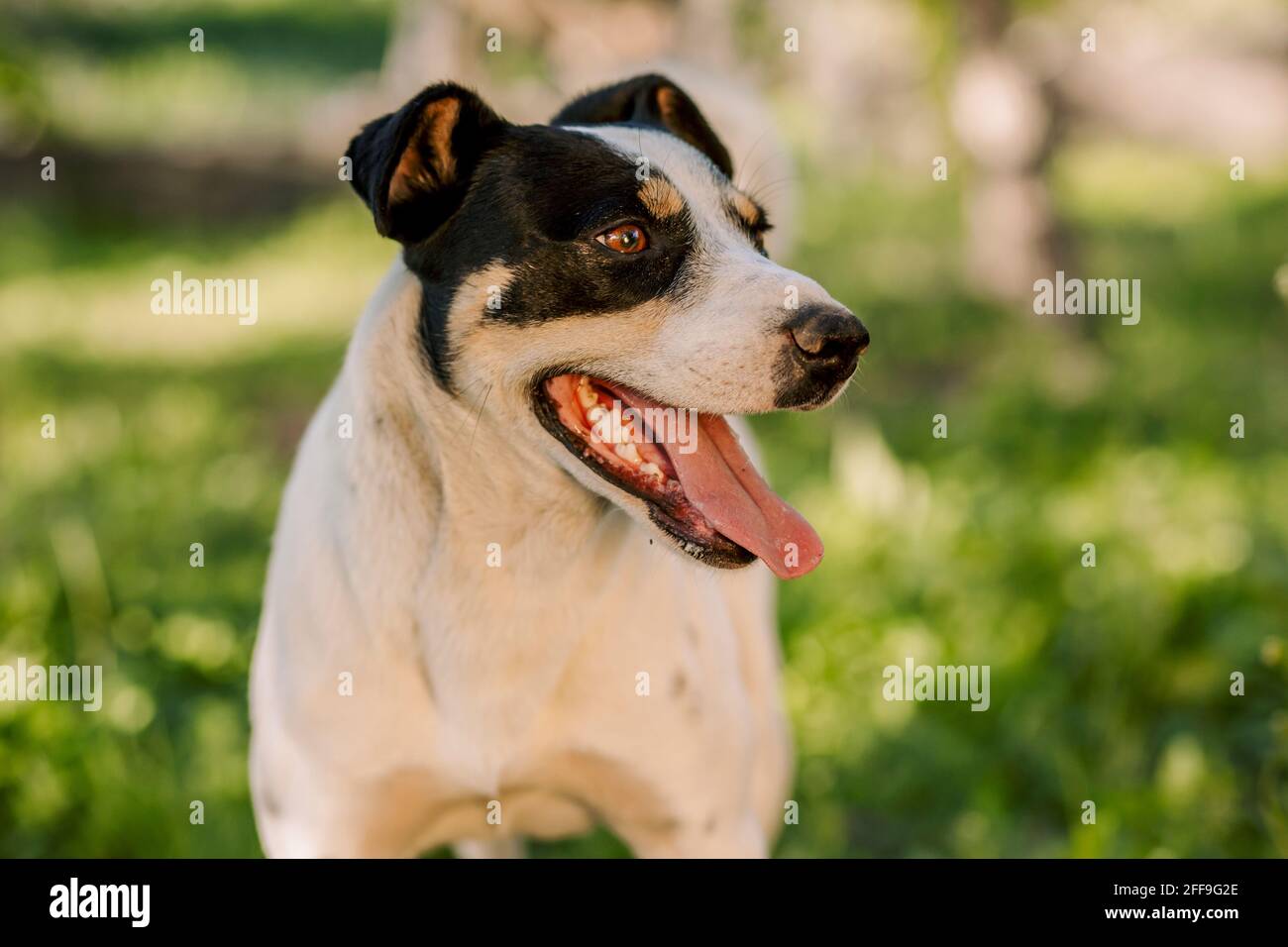 Medio colpo di giovane cane bianco jack russell Terrier con muscoli impressionanti respirando con la sua lingua appesa fuori la sera Foto Stock