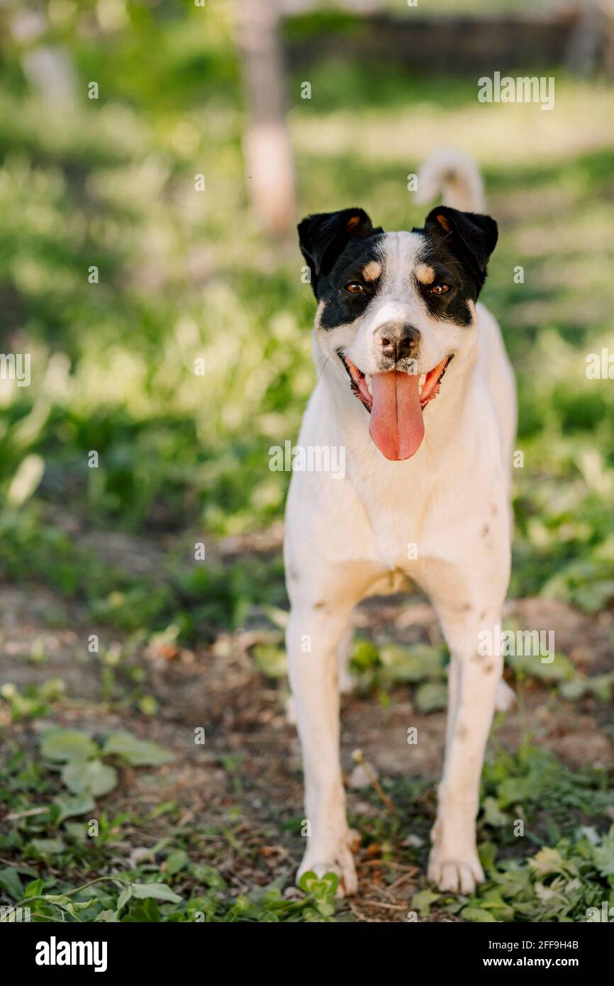 Verticale medio colpo di giovane cane bianco jack russell terrier in piedi a terra in giardino colorato e guardando con attenzione il suo proprietario Foto Stock