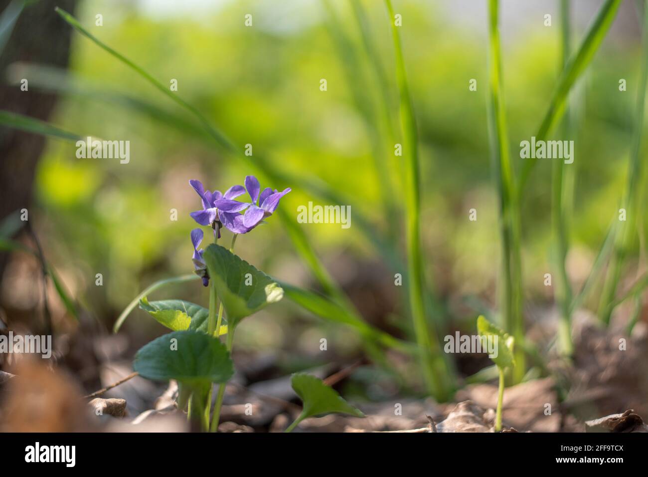 Ucraina, Kiev - 21 aprile 2021: Fiore Viola selvaggio Foto Stock