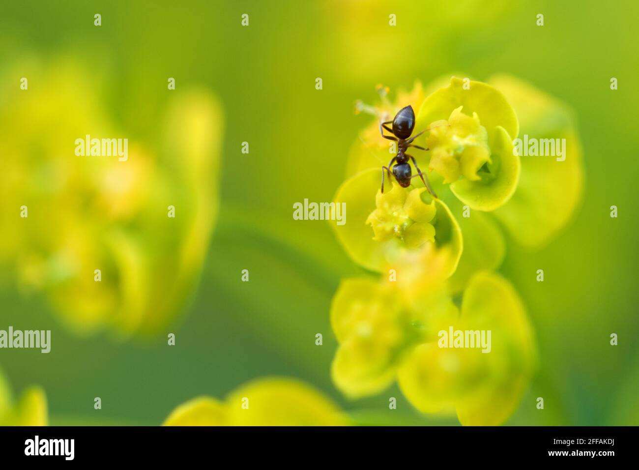 Formica strisciata su sprite gialla di mirto (mirsine di Euphorbia) Foto Stock