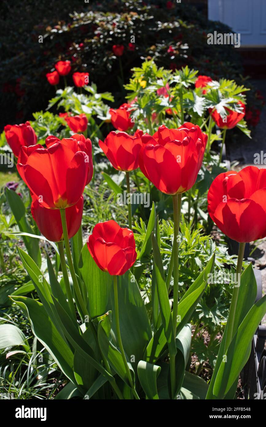 Tulip "Ile de France" Foto Stock