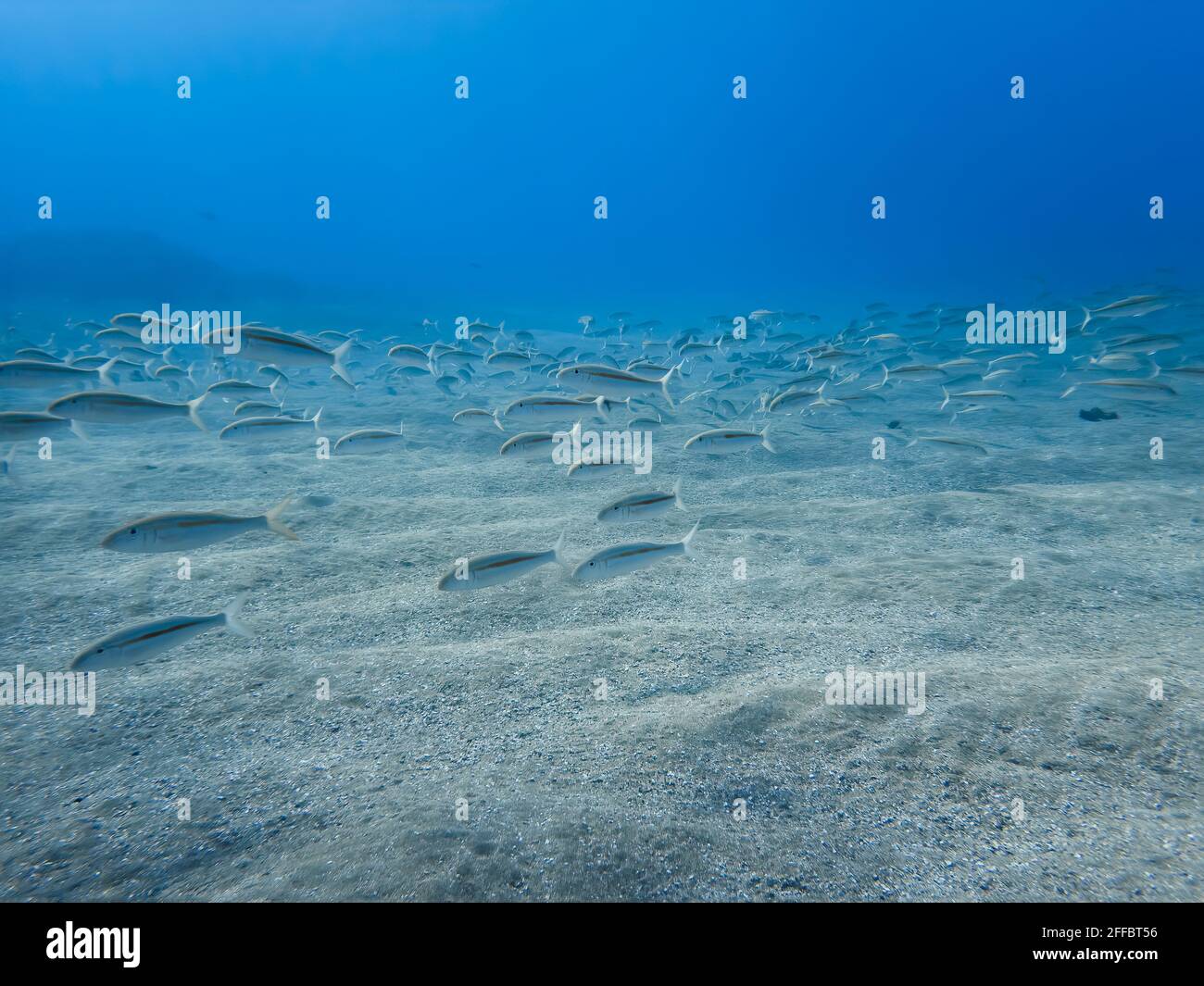 Scuola di pesce caprino nuotare sul pavimento sabbioso dell'oceano in acque blu limpide alle Hawaii. Foto Stock