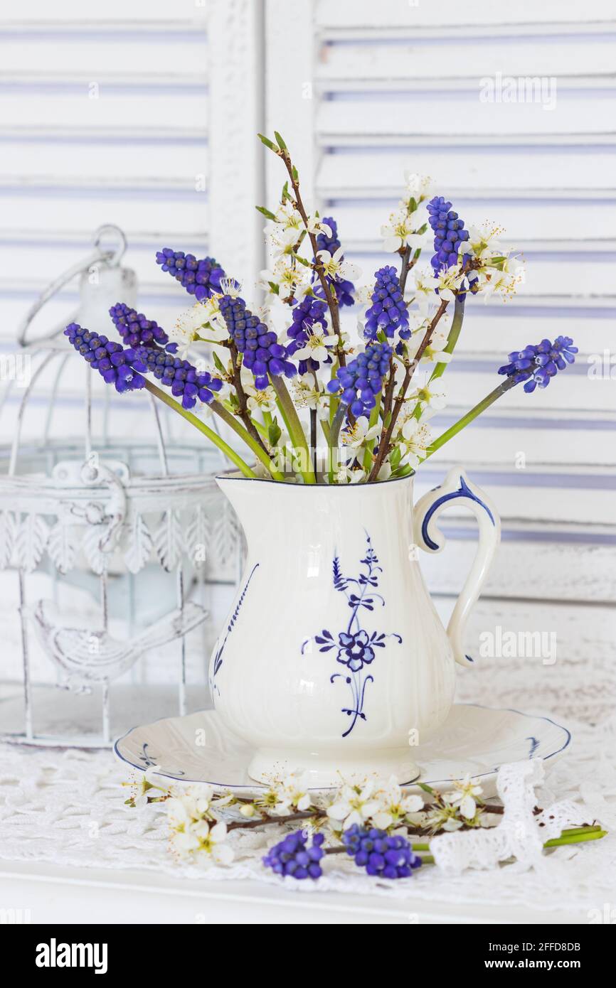 bouquet di giacinti d'uva nel latte può come decorazione primaverile Foto Stock