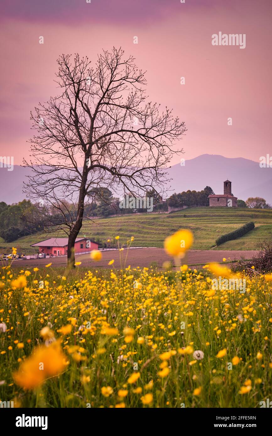 Paesaggio in primavera con fiori gialli e una piccola chiesa antica, Monastero di Garbagnate, Lecco, Lombardia, Italia Foto Stock