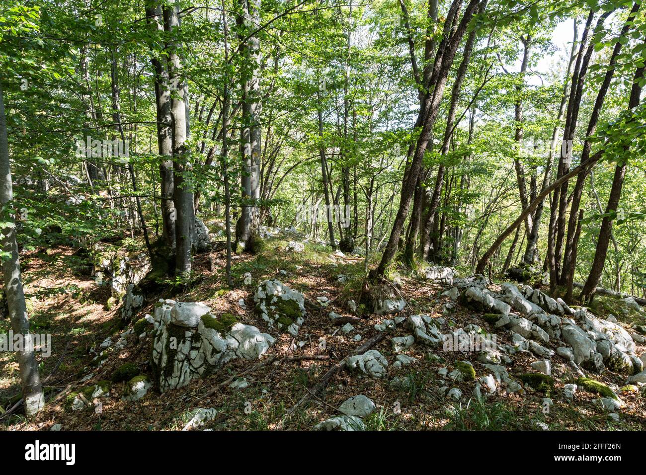 Ombra nella foresta carsica vicino a Postojna, Slovenia Foto Stock