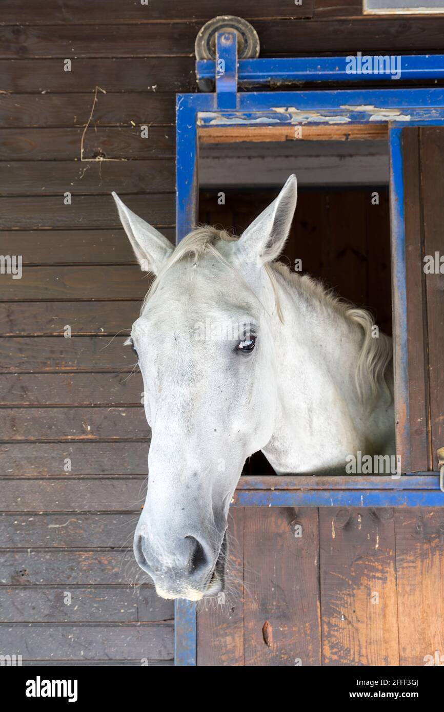 Cavallo bianco in stalla, Brdo, Slovenia Foto Stock