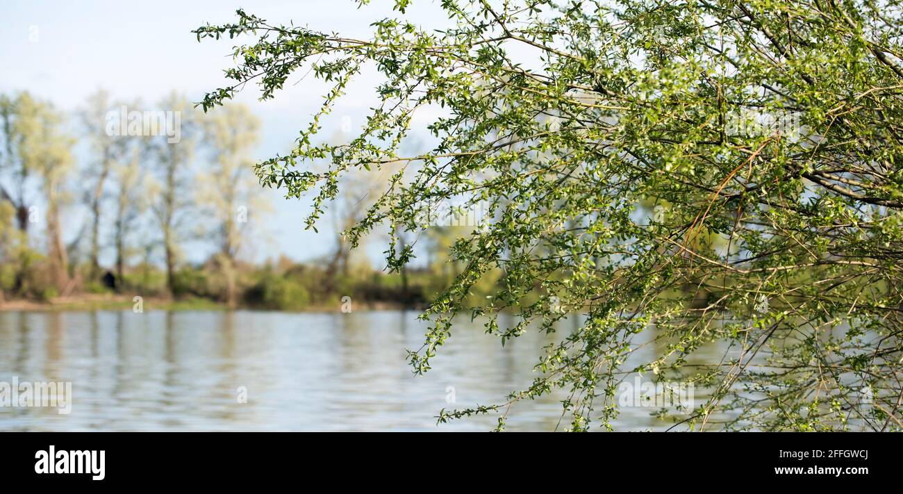 Splendida vista sulle calme acque del fiume con alberi verdeggianti una giornata di sole primavera Foto Stock