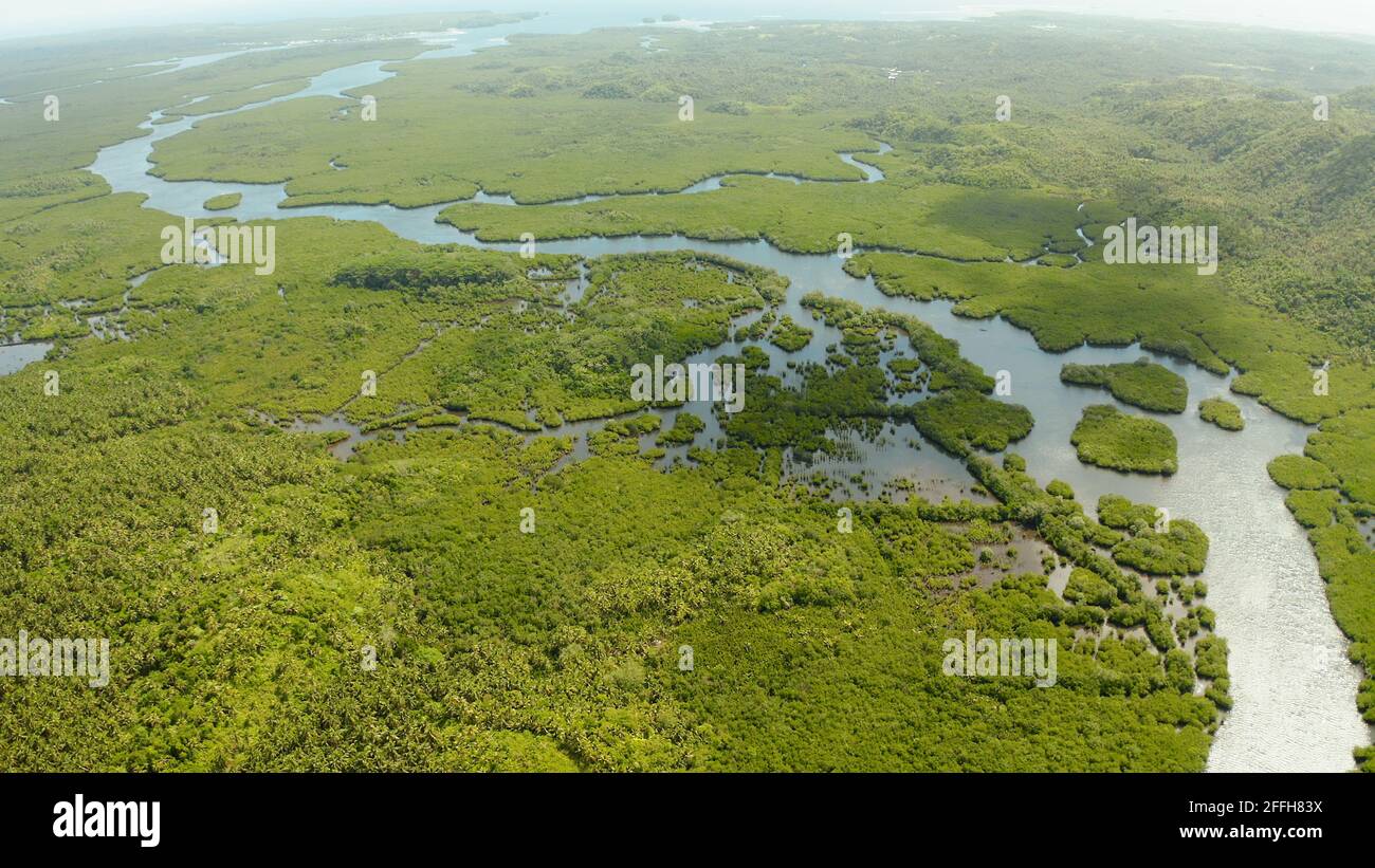 Mangrove Foreste verdi con i fiumi e i canali su un isola tropicale, antenna fuco. Paesaggio di mangrovie. Foto Stock