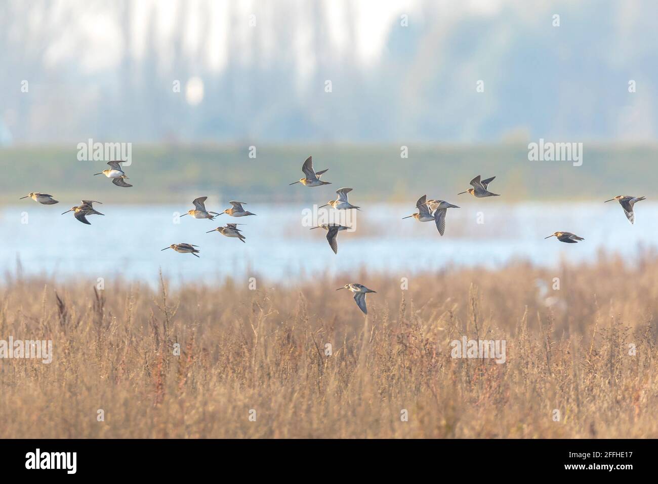 Cecchino comune Gallinago gallinago in volo sopra prateria. Foto Stock