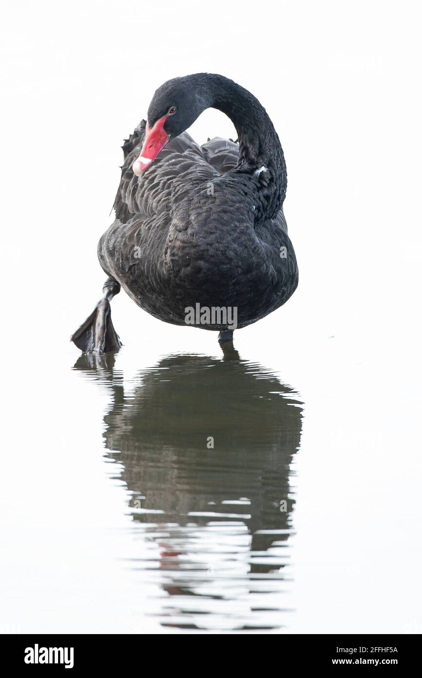 Cigno nero, Cigno atrato, posa e preparazione, nuoto sulla superficie dell'acqua. Tecnica High Key utilizzata. Foto Stock